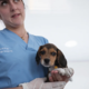 Za veterinarsko dežurstvo 1500 evrov na mesec