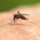 Na Hrvaškem že sedem okužb z virusom, dve osebi na respiratorju: virus našli tudi v poginulih vranah