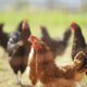 S petimi ukrepi zoper ptičjo gripo: jesenska selitev ptic prinaša nova tveganja