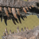 Tiranozavri so živeli na velikem območju zahodne Severne Amerike: T-rex je bil toplokrven