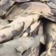 Poplave prinesle ribe, ki so jedle ljudi?! Oblasti opozarjajo: ne lovite, ne kupujte, ne jejte jih