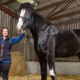 Hugo je pravi dobrodušni velikan: najvišji živeči konj na svetu dosega že 199 centimetrov