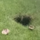 Žensko kar naenkrat zmanjkalo na dvorišču: padla je v luknjo, še psička ni vedela, kje je (VIDEO)