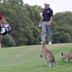 Ko kenguruji prekinejo partijo golfa (VIDEO)