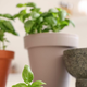 Zakaj sveža zelišča v stanovanju pomenijo bolj zdrav dom