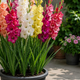 Gladiole bodo cvetele do jeseni, če naredite to