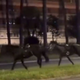 Zaradi nespretnega policista po rimskih ulicah bežalo 35 konjev