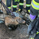 Teliček končal prvomajsko pašo v gnojni jami (foto)