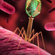 Bomo v prihodnosti namesto antibiotikov pili viruse?