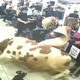 Bik pred zakolom pobegnil k brivcu, ovca na streho (video)