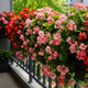 Balkon brez sonca? Te rastline bodo bujno cvetele tudi v senci