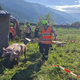 Tovornjak s 170 prašiči zletel z avtoceste, mladi voznik zaspal za volanom