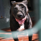 Pitbul do smrti pogrizel štiriletno punčko