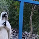 Pred leti peš romal v Medžugorje, zdaj naj bi oskrunil Marijin kip