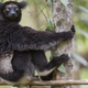 Ti lemurji pojejo kot operne pevke: znanstveniki odkrili njihov trik