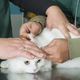 Objavili javno naročilo za financiranje stalne veterinarske pripravljenosti