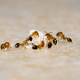 Naravni repelenti proti mravljam, ušem in polžem