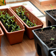 Delo na vrtu: Začnite z načrtovanjem zasaditev