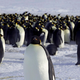 Cesarski pingvini kot ogrožena vrsta, grozi jim izumrtje