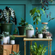 (FOTO) V stanovanju pričarajte urbano džunglo z enostavnimi rastlinami