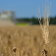 Ves svet išče pšenico, Slovenija pa prazni blagovne rezerve