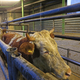 V Sloveniji lani zaklanih več govedi, prašičev, ovc in koz