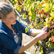 V vinogradih zori sladki čudež: Tako dragoceno je grozdje za naše zdravje in lepoto