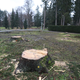 Mariborski Mestni park: Podrli 46 dreves, spomladi bodo padla še brestova drevesa