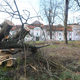 (FOTO) Novi lastnik Dvorca Betnava v Mariboru posekal ogromno dreves