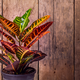 5 rastlin, ki vnašajo toplino v stanovanje