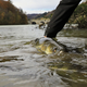 (FOTO) V reko Dravo izpustili stopetdeset kilogramov smučev