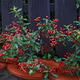 (FOTO) 5 mikavnih grmov z barvitimi plodovi sredi zime. Ali rastejo na vašem vrtu?