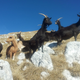 Rejci drežniške koze upajo na višje spodbude