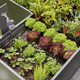 (FOTO) Se vaše rastline na visoki gredi ali balkonu hitro sušijo? Tu je rešitev ...