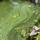 Gramoznica v Podgradu in Lendavsko jezero: Analiza vode zaznala prisotnost cianobakterije