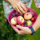 Zaprti, sitni in polni slabega počutja: Jesensko sadje ima na zdravje veliko dobrih učinkov. A kako ga uporabiti?