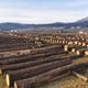 Licitacija lesa v Slovenj Gradcu: Bodo spet potrebovali novo lokacijo?
