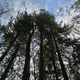 (FOTO) Celjski mestni gozd: Najstarejše in najvišje slovensko živo bitje šteje 140 let in kakih 68 metrov