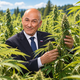 (ČASTNIK) Kakšen preobrat! Janševa SDS v legalizacijo konoplje