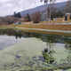 (FOTO) Pozor! Pod Pohorjem strupene cianobakterije! "Odsvetujemo kakršenkoli stik z vodo," opozarjajo raziskovalci