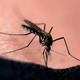 Znanost: Bodo komarji prenašali cepiva?