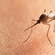 10 naravnih sestavin, ki odganjajo komarje