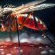 Vse, kar morate vedeti o virusu zika