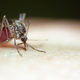 Strokovnjaki pravijo, da se bolezni, ki jih prenašajo komarji, širijo po Evropi zaradi tega