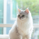 Lastništvo mačke potencialno povezano z večjim tveganjem za to bolezen