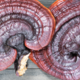 Ganoderma lucidum za boljši spanec in manj stresa
