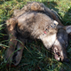 Policija potrdila, da sta bila volkova nezakonito ustreljena