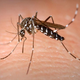 Roji komarjev napadajo Ljubljančane
