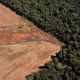 Še ena votla zaveza o zaščiti gozdov?