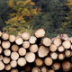 Avstrijci gradijo največji lesni center v Sloveniji